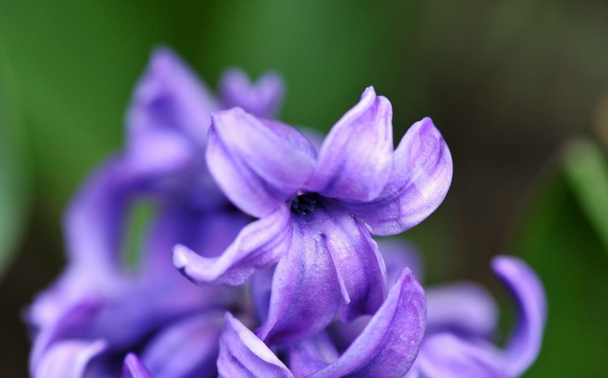 此花代表着重生的爱,深受欧洲人喜爱盆栽植物之一,象征着生命