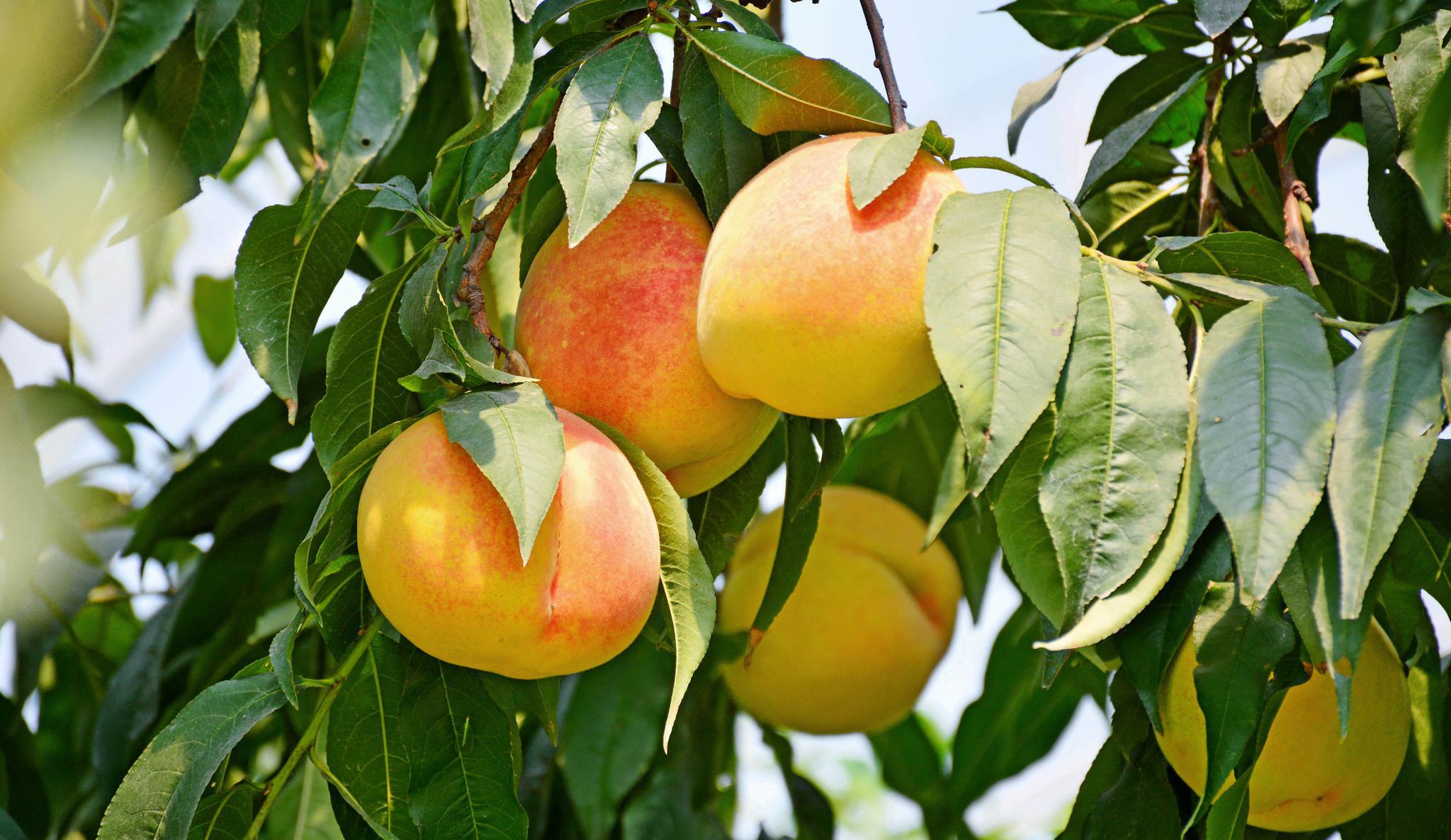 黄桃香飘斗山坳,无锡斗山北斗果园,无锡黄桃种植第一家.
