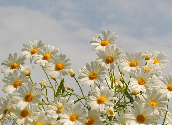 小雏菊seo标题优化