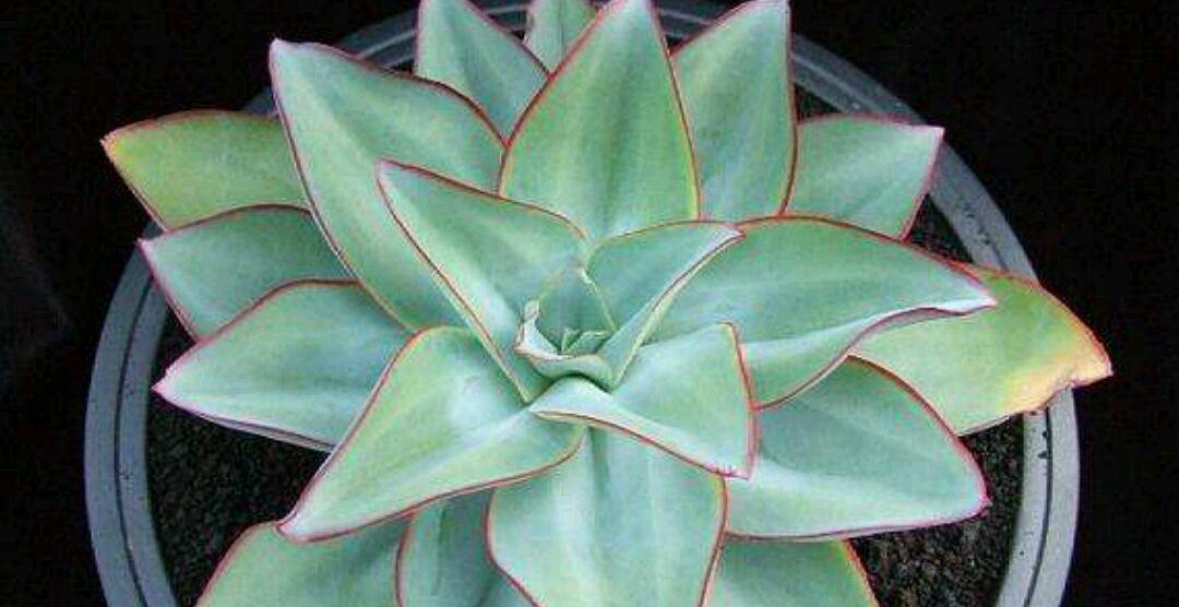 冷门多肉钢叶莲,不同的状态下如同冰火两重天