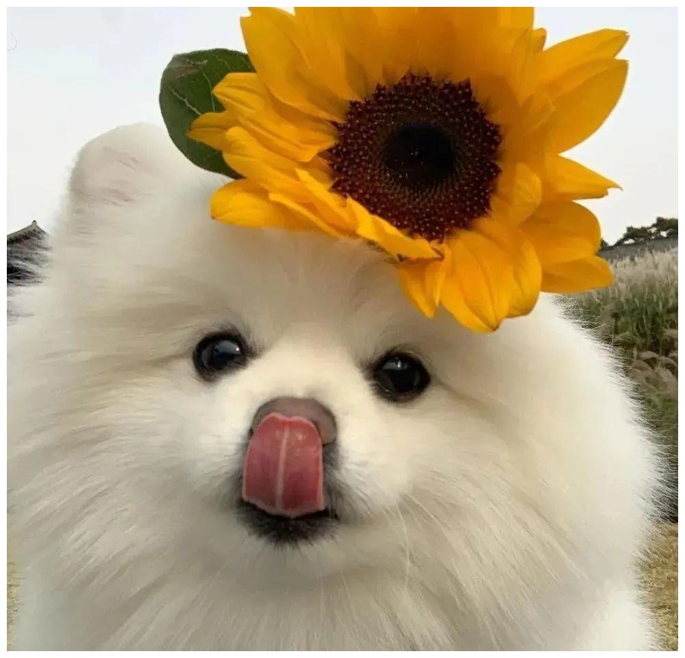 《动物头像》第18期:猫咪小动物头像,做一个被宠爱的人|动物头像|猫