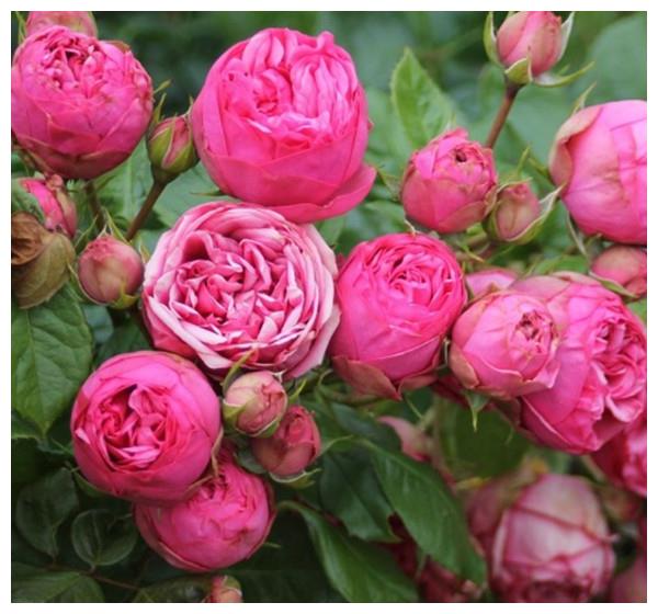 月季粉色钢琴粉色包子状花型有着覆盆子的香味