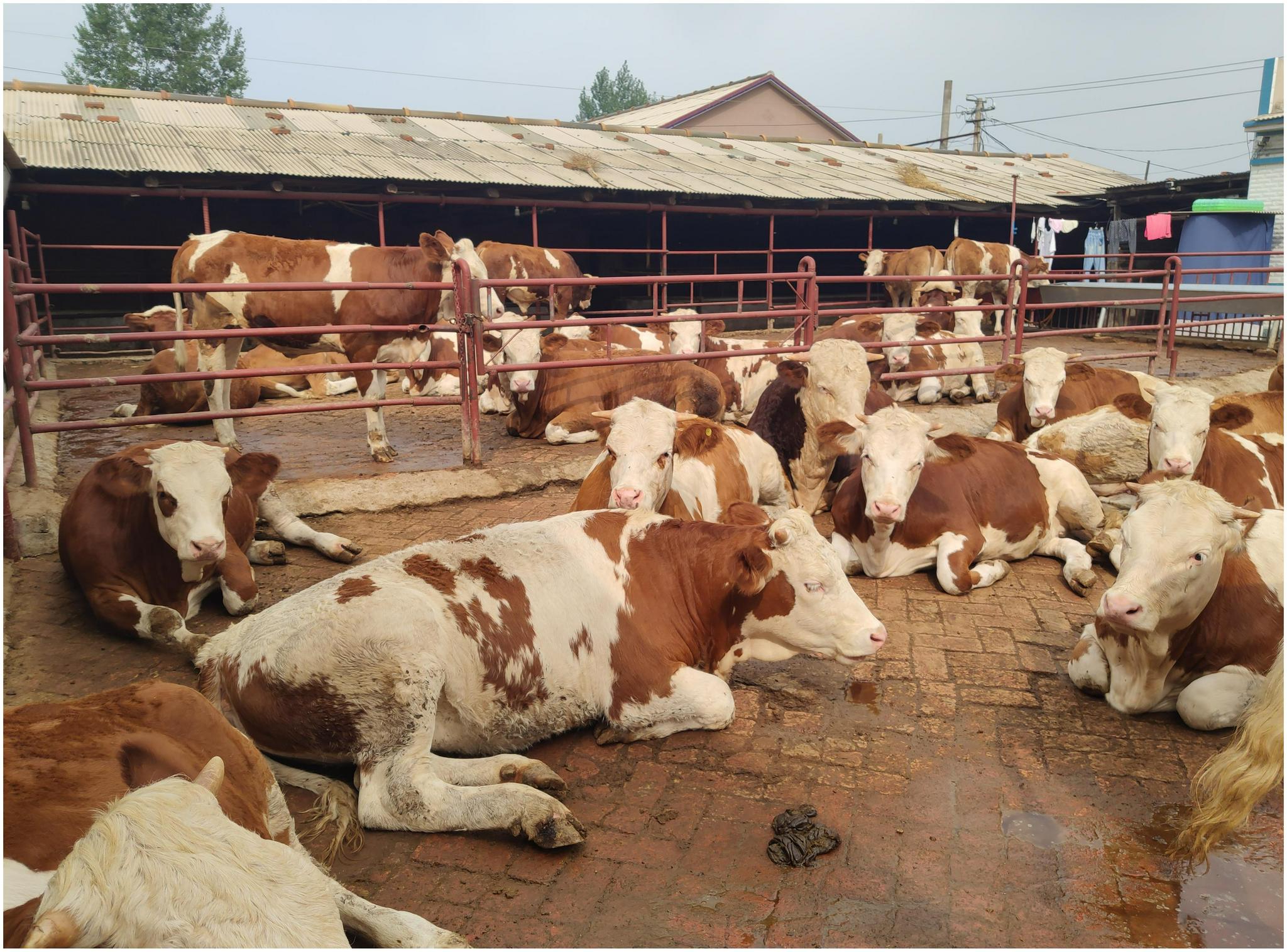 在农村养牛要处理好邻里关系和村里人的关系尽量低调不要得罪人