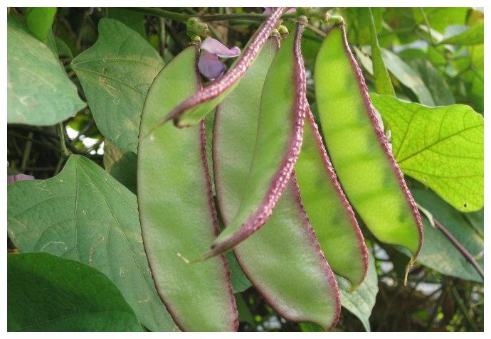 扁豆没煮熟闷透吃扁豆中毒了怎么办有哪些表现呢