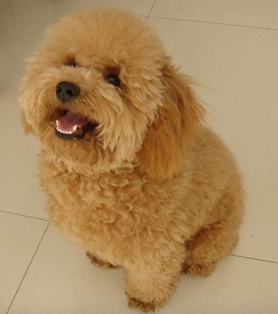 新手喂养泰迪幼犬,应了解泰迪幼犬的饮食常识