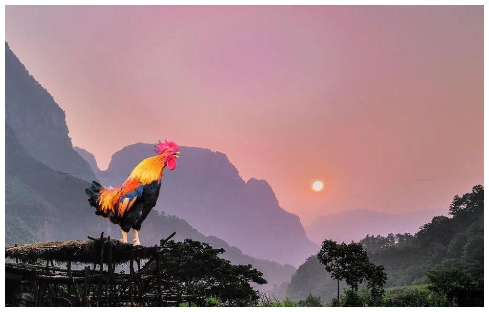 古诗七律六首,十二生肖十之酉鸡|如是人老百姓__财经头条