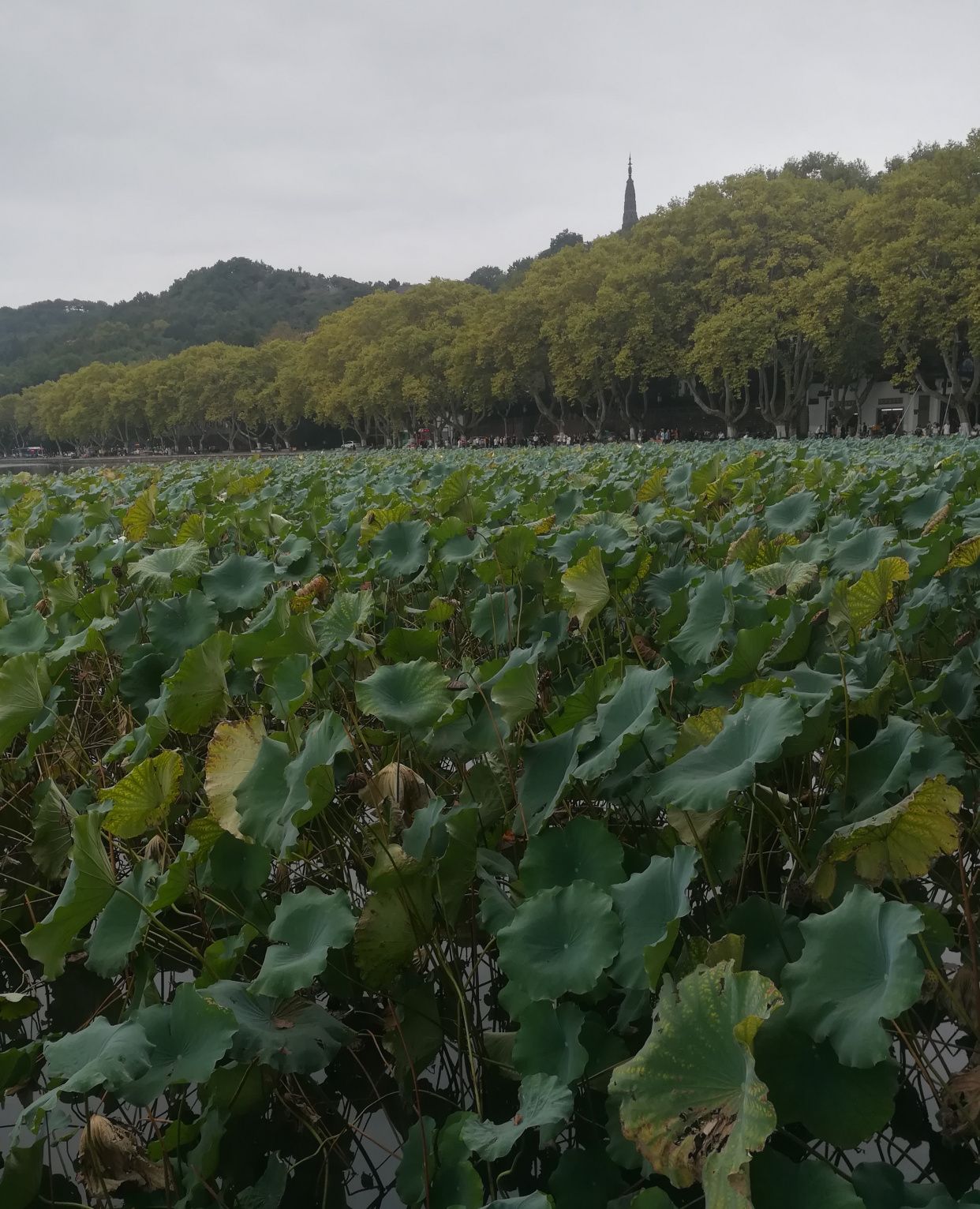 曲曲折折的荷塘上面,弥望的是田田的叶子
