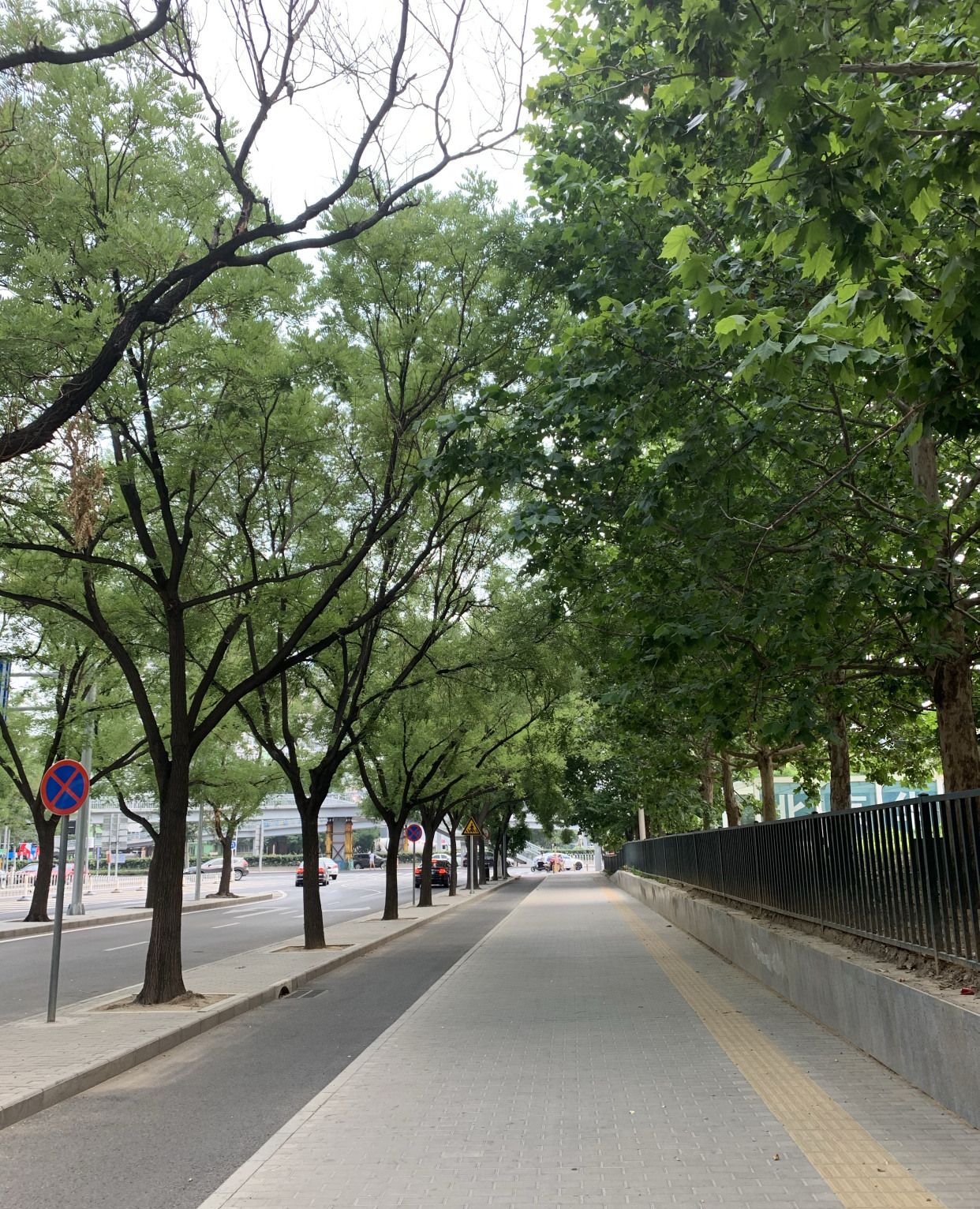 1 / 6 周末一个人在林荫大道散散步,感受阳光,感受这个城市的"声音"