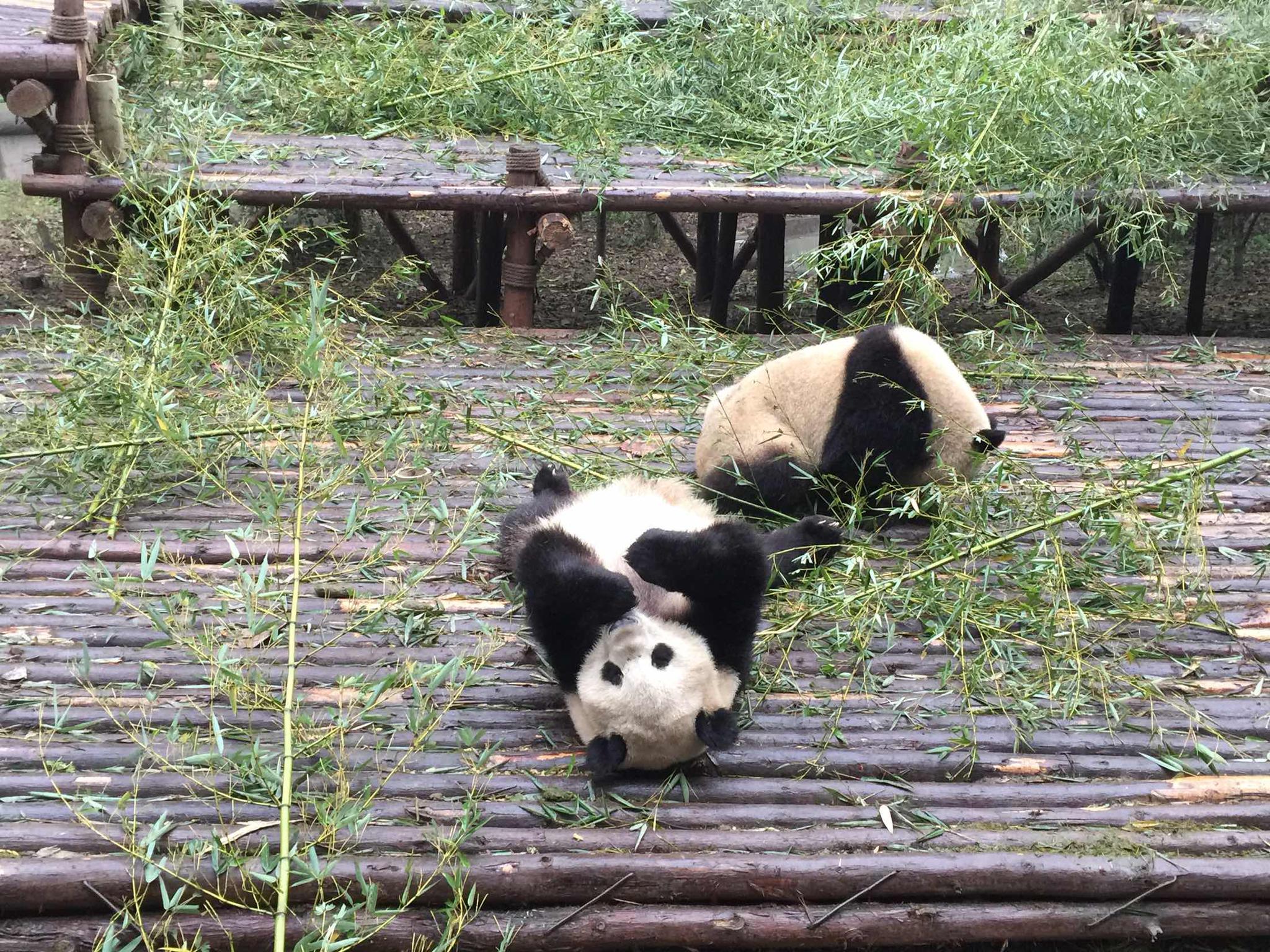 成都热门旅游景点大熊猫繁育研究基地低音号旅游