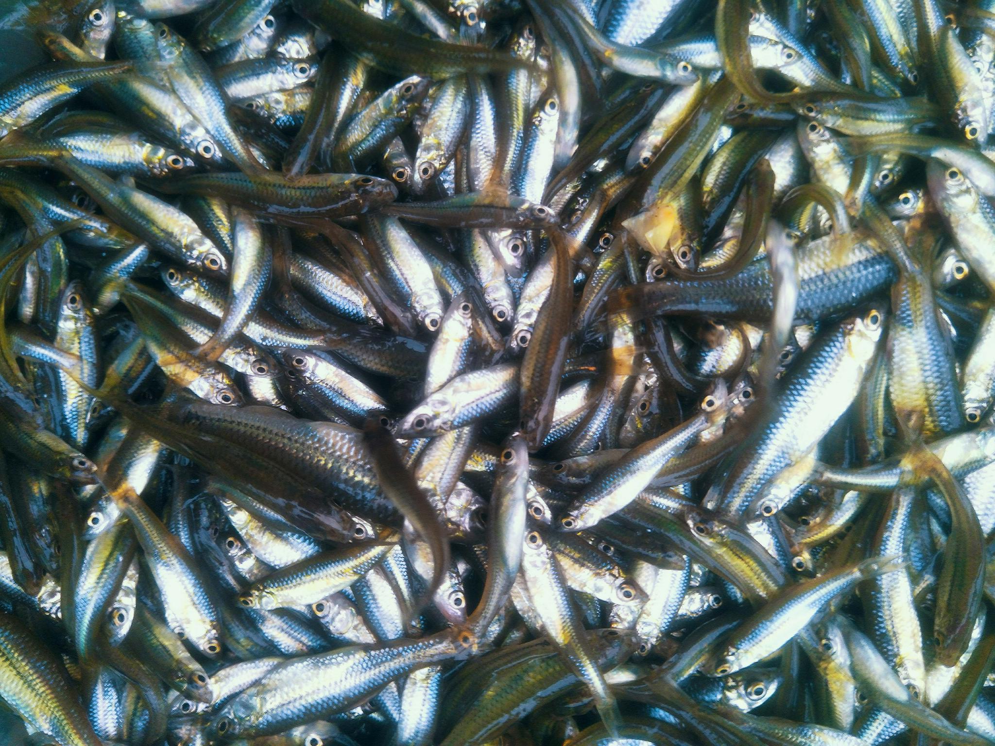 川丁子鱼原创拍摄