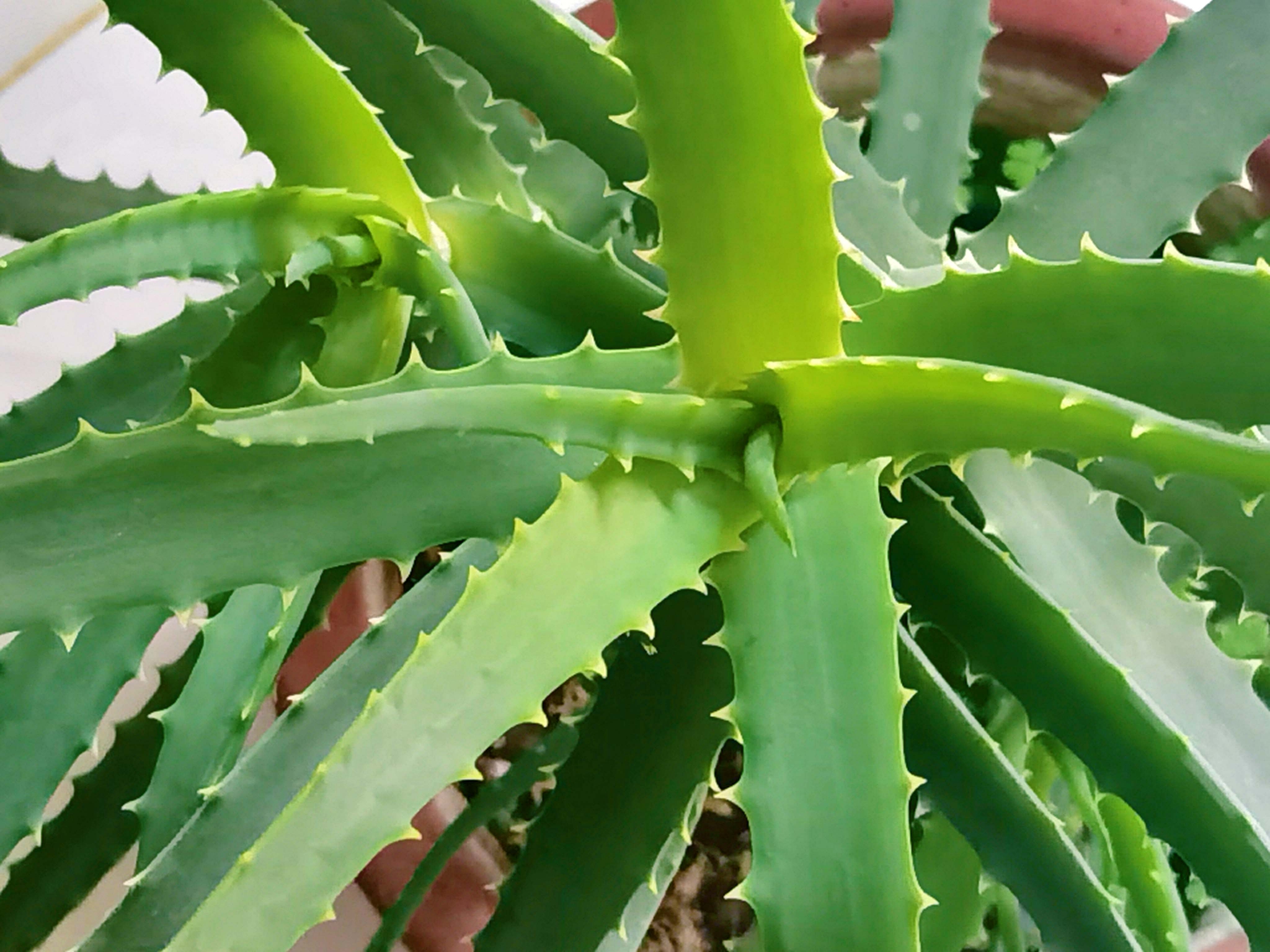 木立芦荟原创拍摄