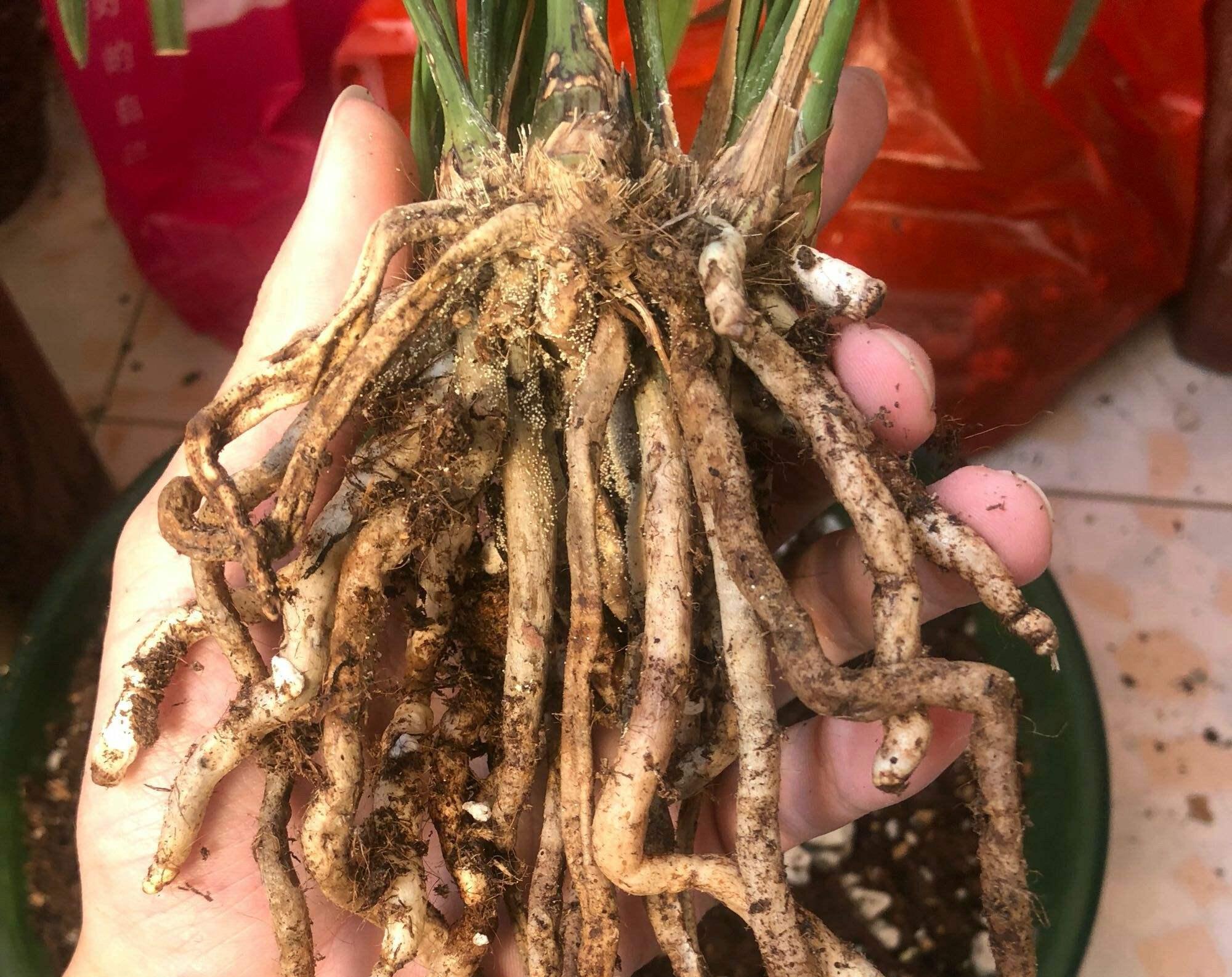 兰花烂根,重新上盆怎样选植料?别选错,会再次烂根!__财经头条