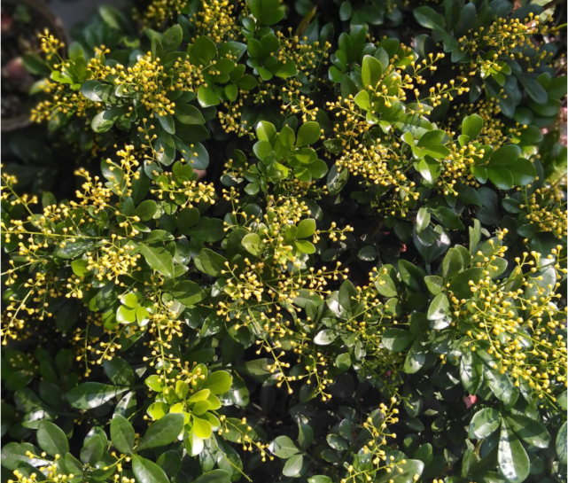 种喜欢水的花,冬天喝水不能断,保持湿润才能绿油油休闲区蓝鸢梦想 - Www.slyday.coM 种喜欢水的花,冬天喝水不能断,保持湿润才能绿油油休闲区蓝鸢梦想 - Www.slyday.coM