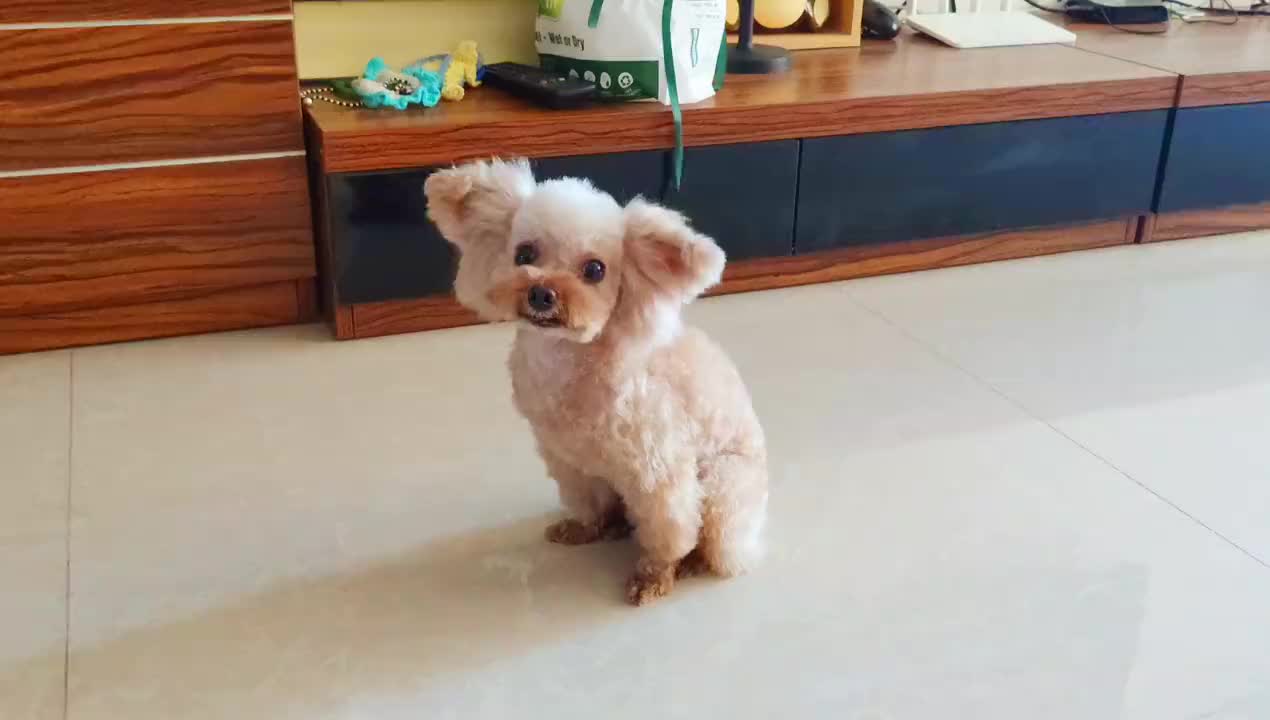 铲屎官解释为啥自己把一只飞耳小泰迪慢慢演变成小羊又变成蝴蝶