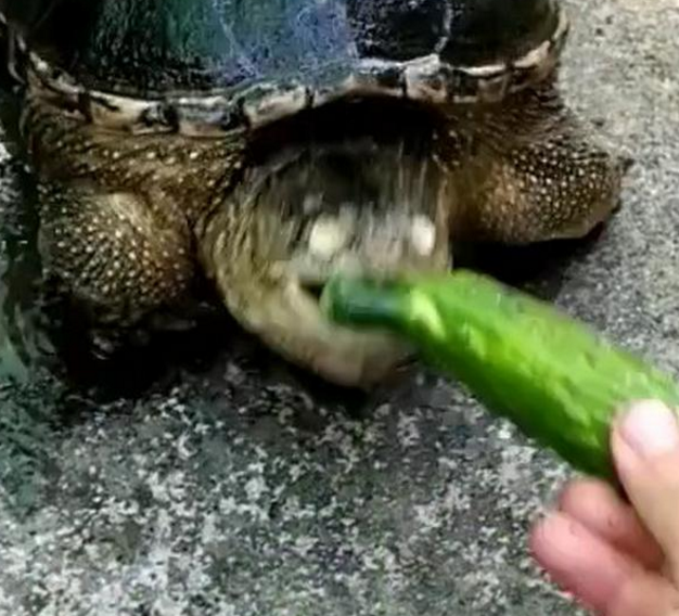 游客拿辣椒喂食乌龟,乌龟吃了一口后,辣成这样惹人爆笑