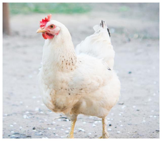 六,姜醋白鸡制作关键:1)能够买到新鲜的子母鸡,制作