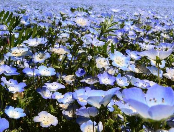 此花花色之奇无人能及 颇受日本女性的喜爱 是浪漫的感恩之花 财经头条