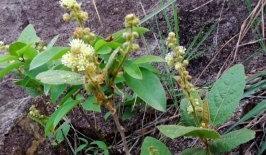此物人称鸡骨香是消化不良特效药野外遇见勿当杂草