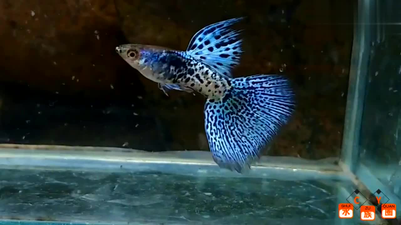 真是大饱眼福,这些孔雀鱼全是稀有品种