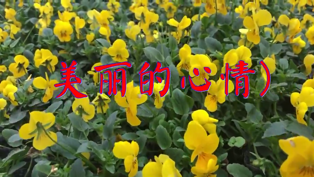 《美丽的心情)》,嗓音洪亮,唱歌太牛了