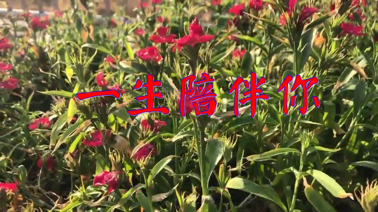 好歌分享,《一生陪伴你》,唯美动听,嗓音美妙