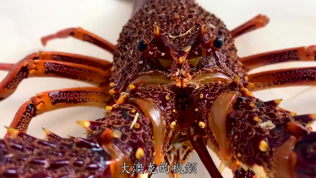 2700买一只百年波士顿大龙虾,17斤半,光一个钳子就把我吃撑了