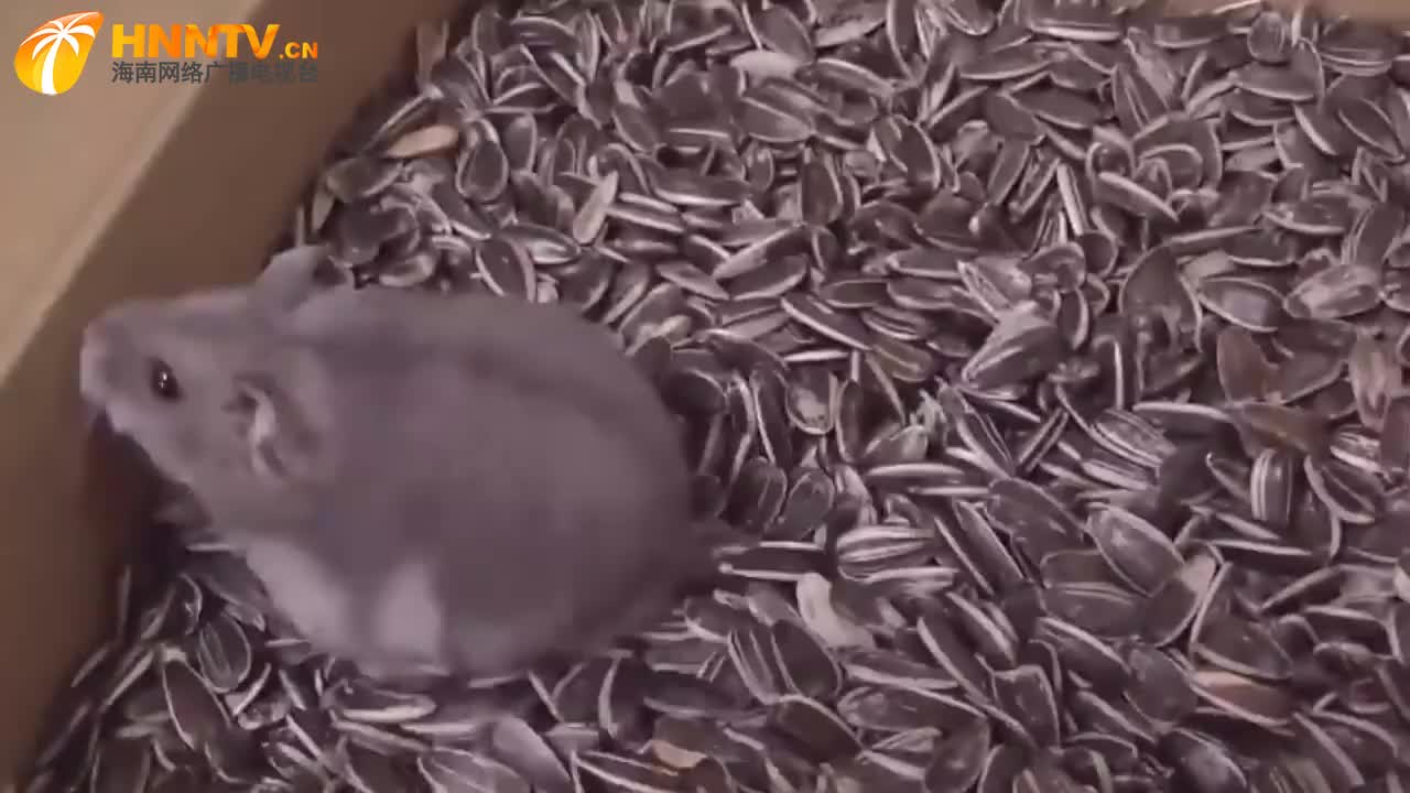 奇葩主人把小仓鼠丢进一箱葵瓜子中 再拿起来时仓鼠脸都 肿 了