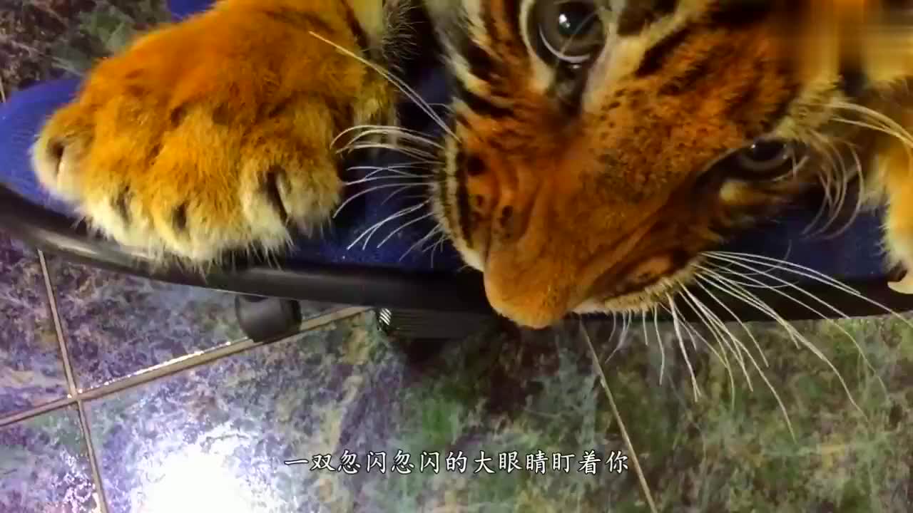 小老虎第一次学游泳被水呛了一下瞬间委屈脸