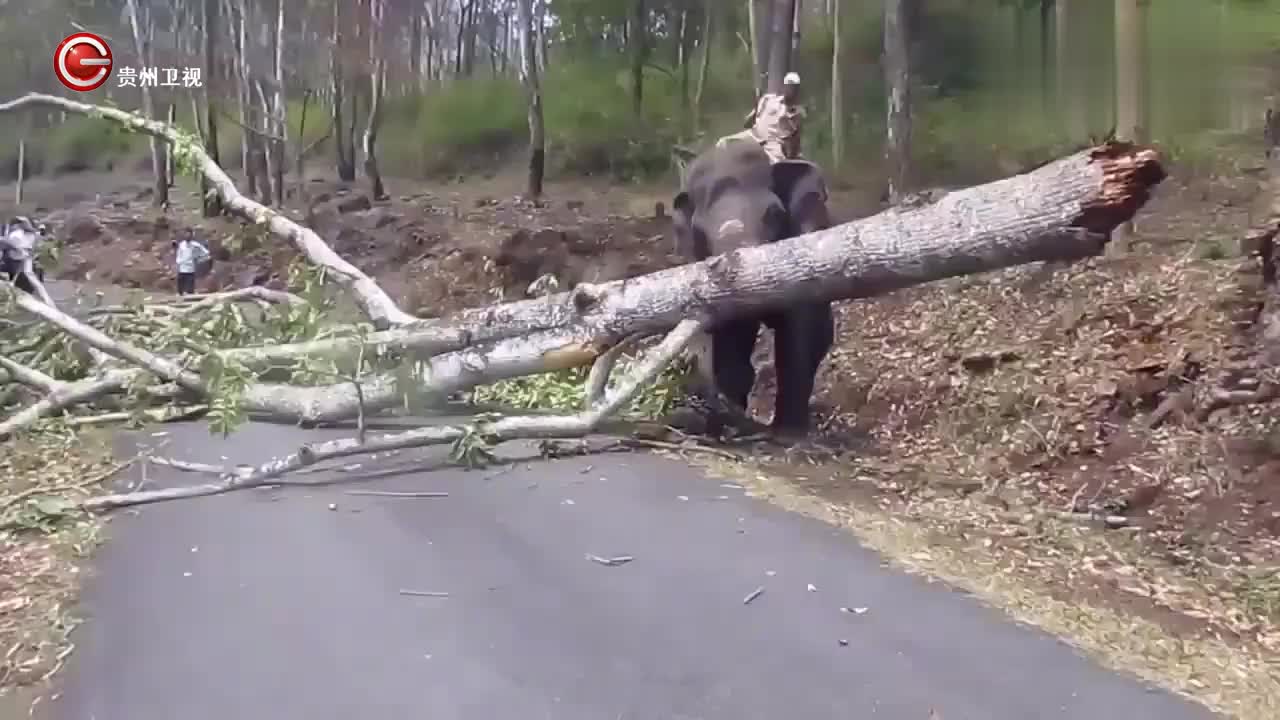 大象搬树,一棵树大象用鼻子就可以轻松搞定