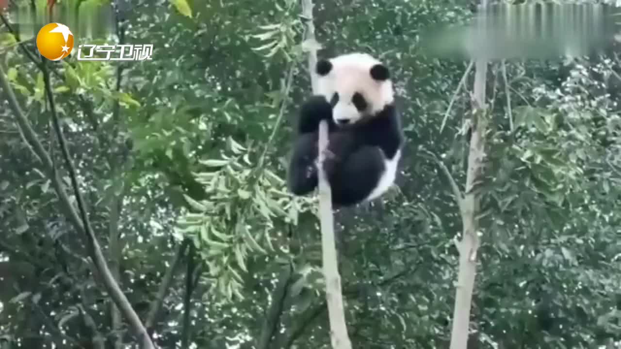 大熊猫爬到树上,不敢下来,有点尴尬!