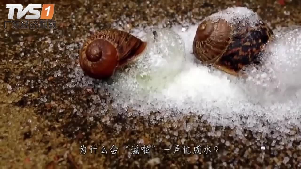冲浪蜗牛 真实图片