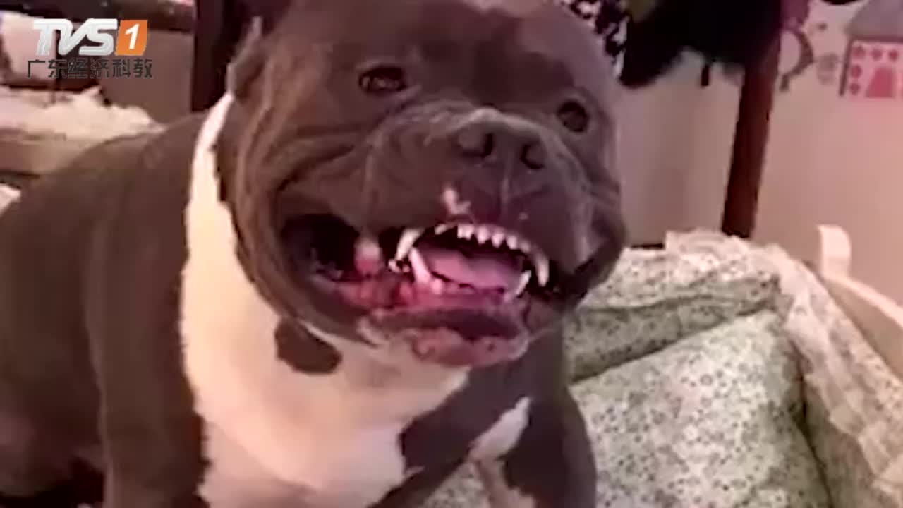 斗牛犬对萌娃龇牙咧嘴,随后小主人的举动,教狗做人