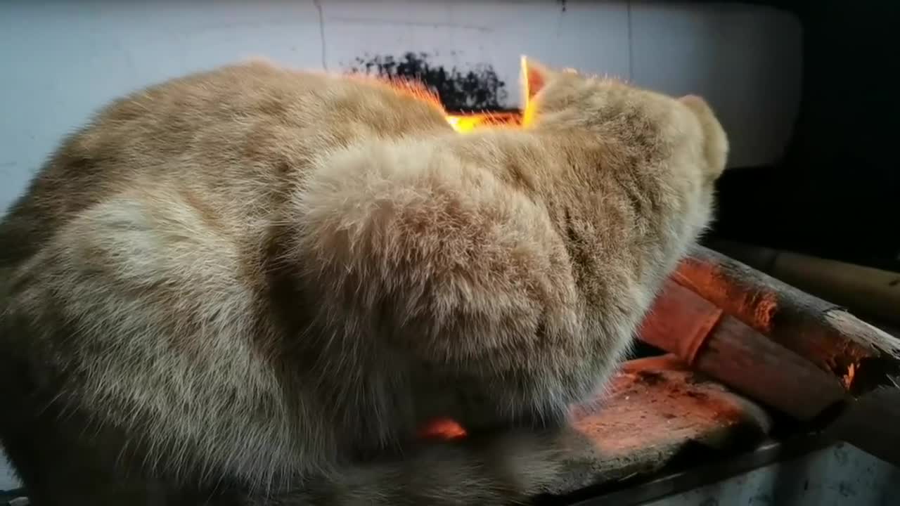 农村小黄猫在灶前烤火,一脸享受的样子