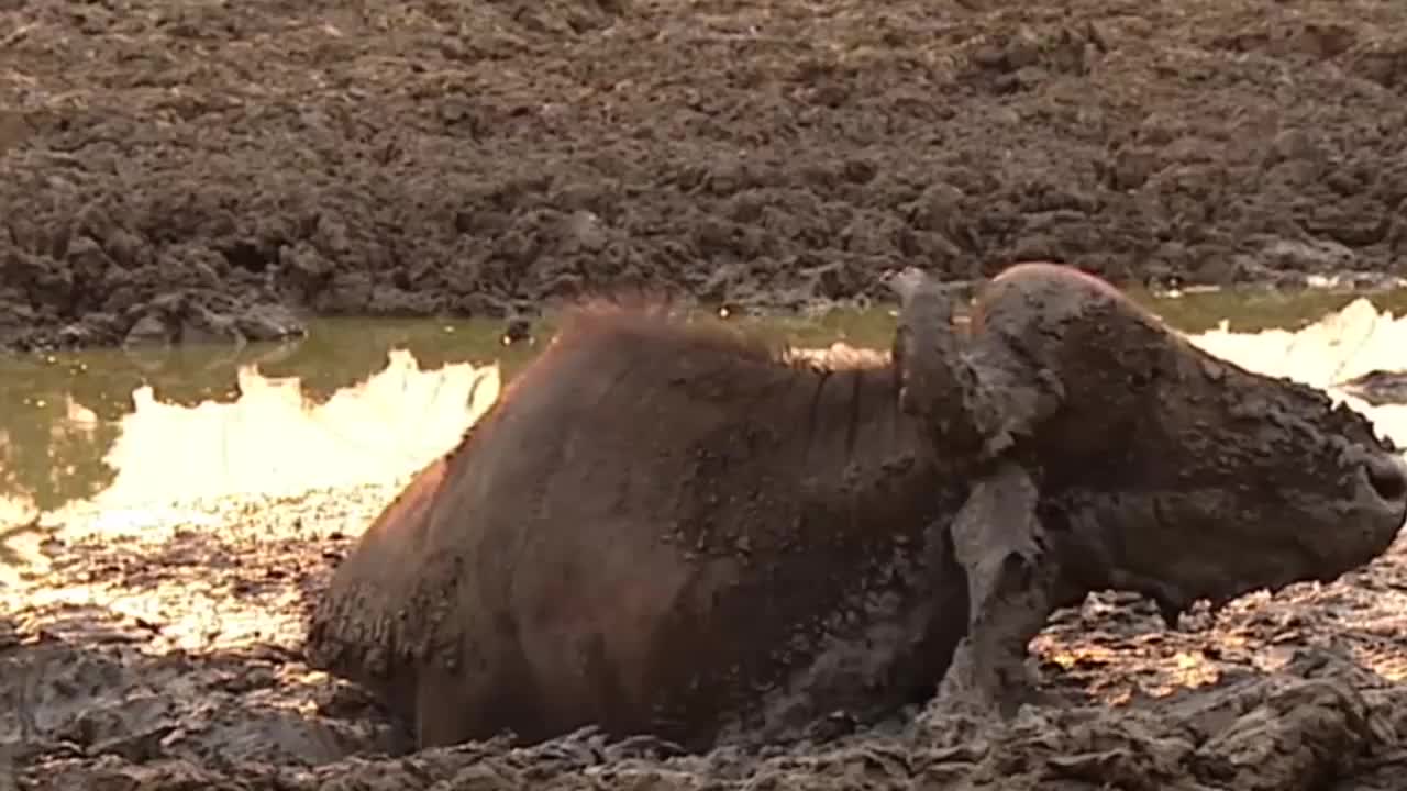 母斑马陷入泥潭,拼命垂死挣扎着,绝望之际遇上好心人!