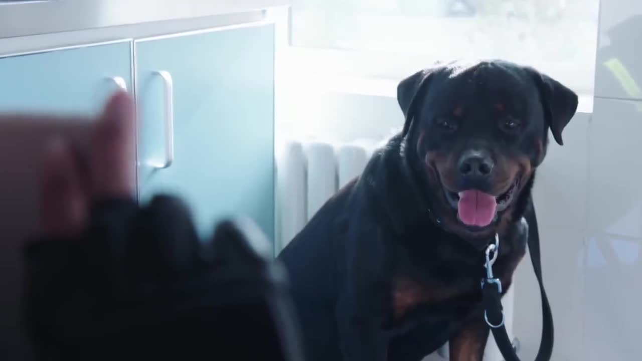 警犬妞妞不愿吃饭,姝寒无意间说出这句话,妞妞竟然听懂了