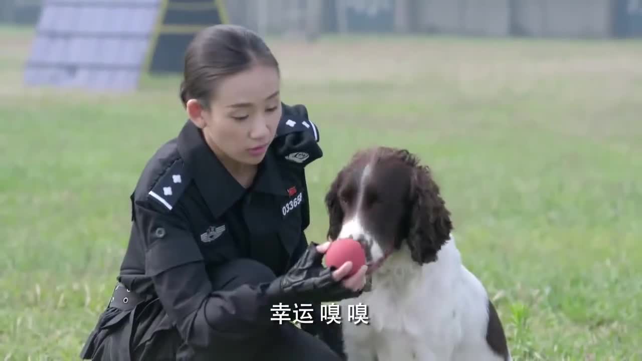 警花与警犬:警犬不听警花的命令,被警花嫌弃智商低,真是太逗了