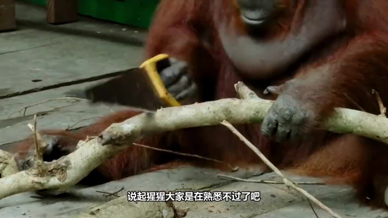 大猩猩伸手向游客要香蕉,游客摇头表示不给,下秒就后悔了