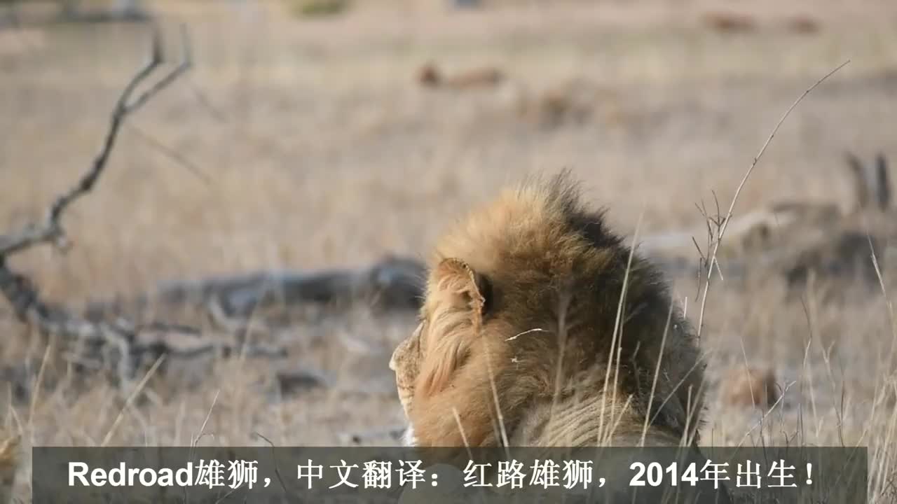 红路雄狮:历经万难,终于成为独狮王,守护幼崽很用心