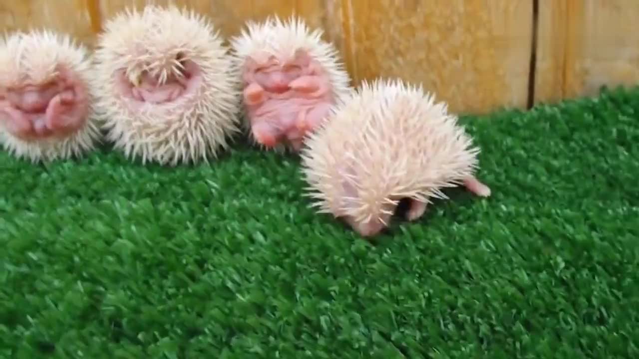 动物小时候,刚出生的小刺猬!超级萌特可爱萌翻,少女心泛滥了