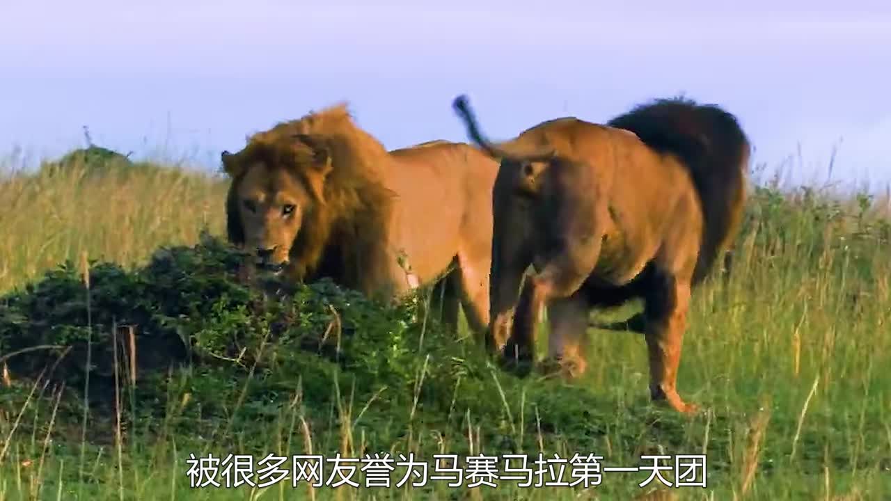 诺迟和亮鬃击败狮王辛巴,亮鬃为保护狮群战死,诺迟独自保护狮群