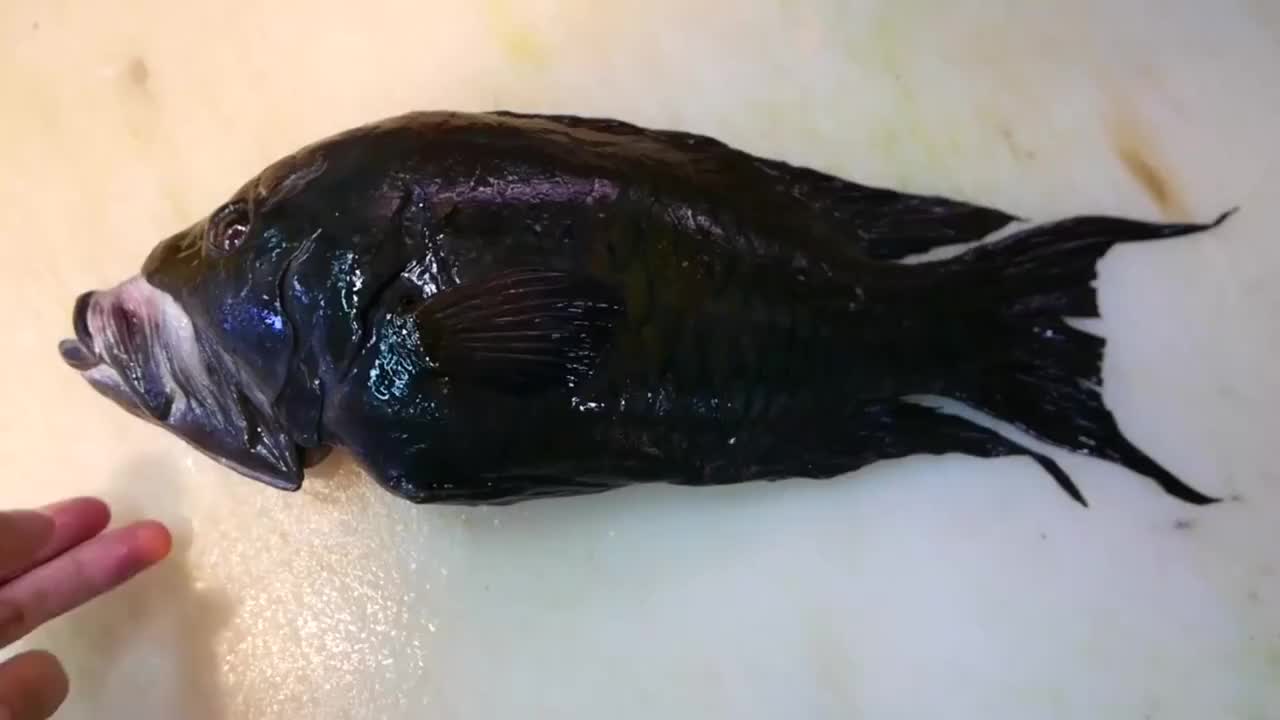 这种鱼嘴巴能伸长10厘米，被称为“流氓鱼”，是<a href=