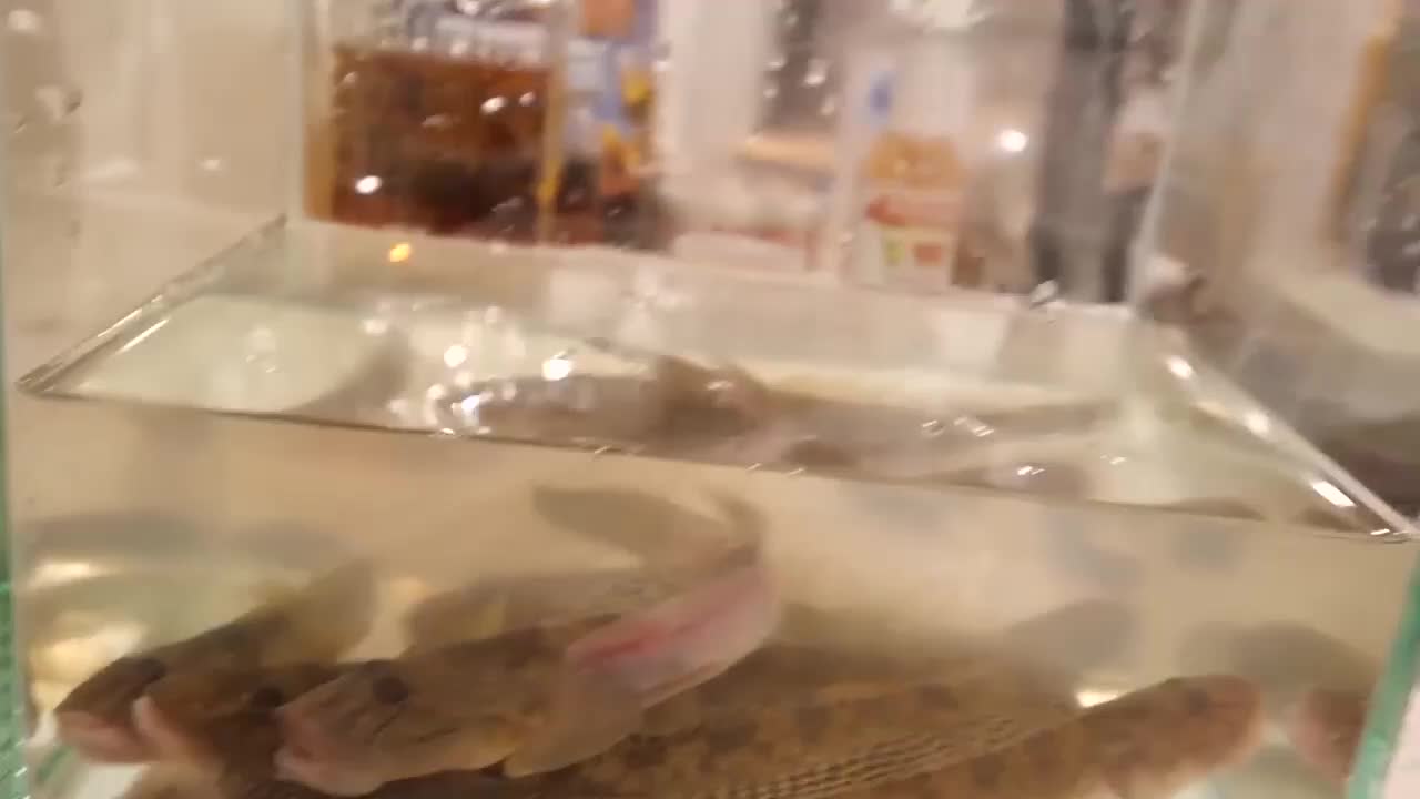 鱼被切成骨架后，再放回鱼缸游泳，<a href=