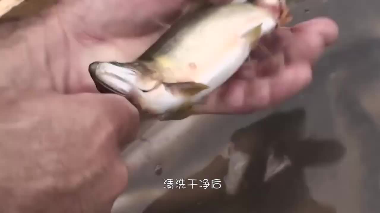 鱼被切成骨架后，再放回鱼缸游泳，<a href=