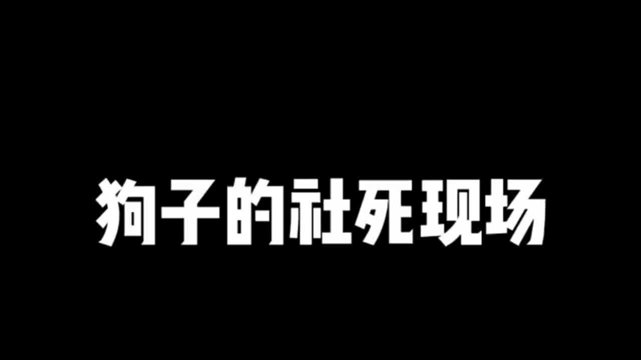 二哈生的宝宝到底有多傻，主人出门后，它竟然能把自己的脑袋卡住