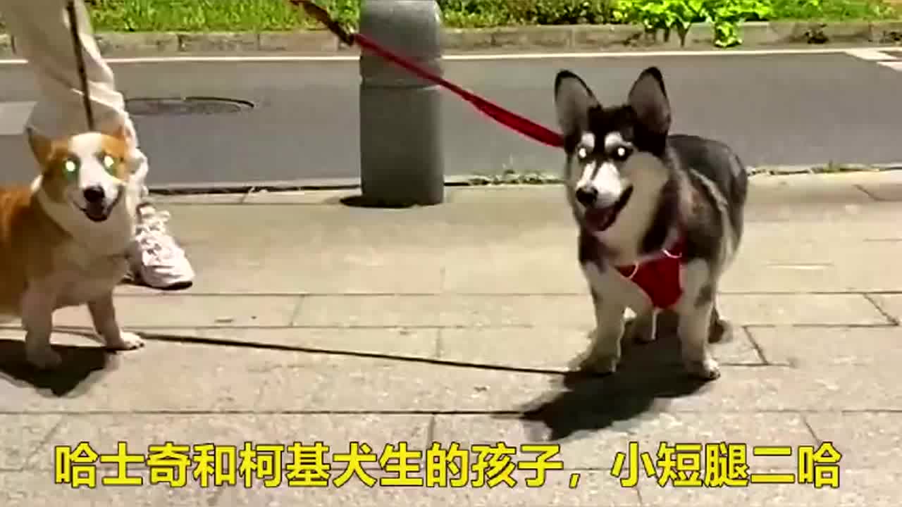 这是哈士奇和柯基犬生的孩子，你们喜欢这样的小短腿二哈吗