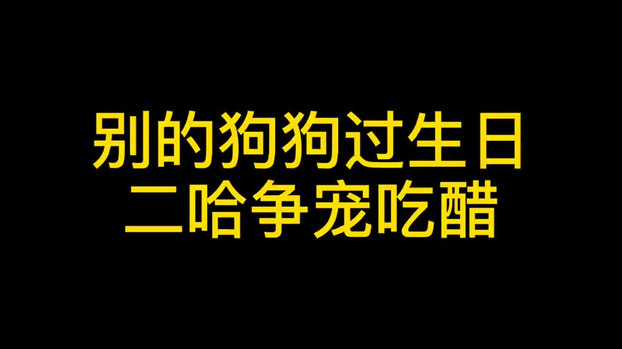 别的狗狗过生日，二哈争宠吃醋，跟女主人撒娇卖萌它也要过生日