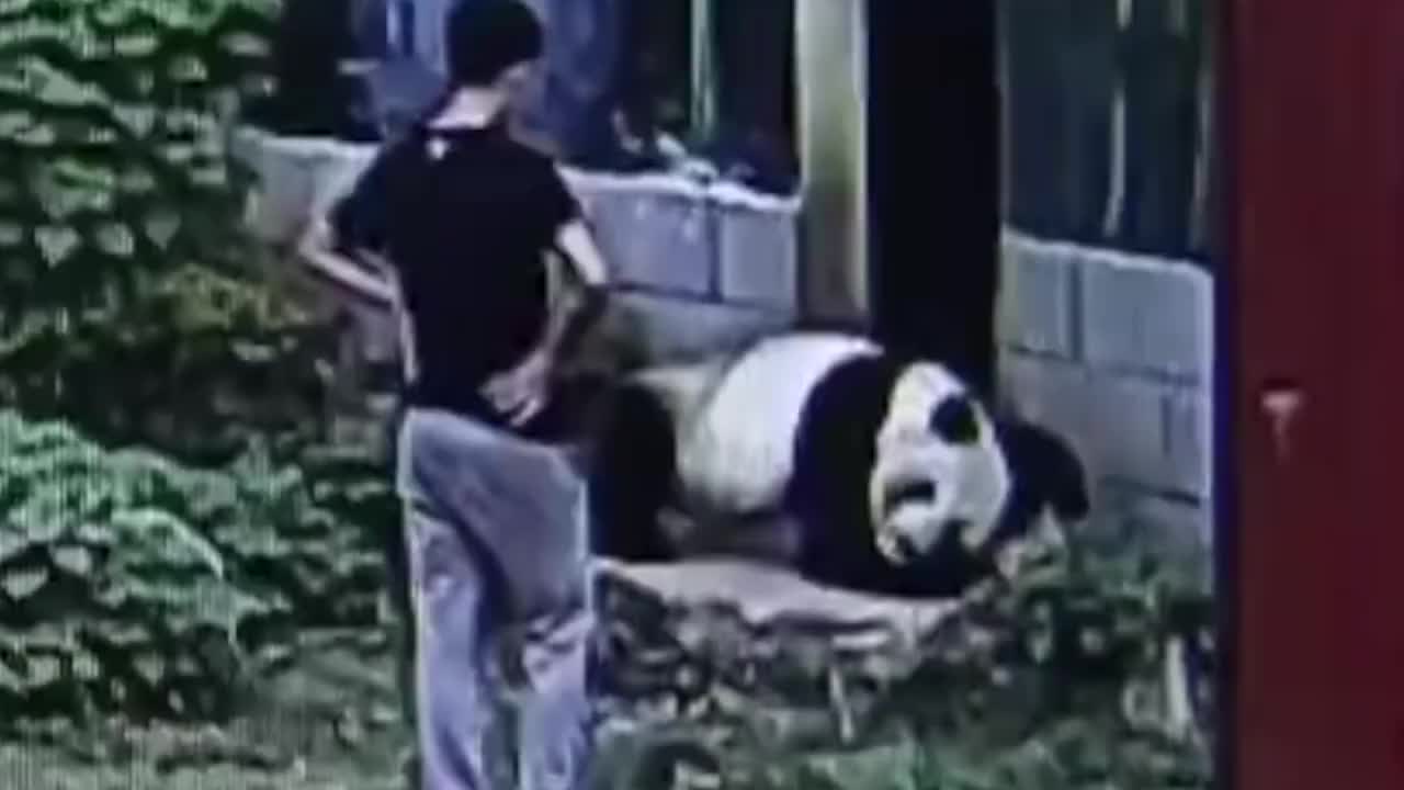 一男子作死闯入大熊猫园，本以为能撸个“够本”，结果悲剧了！
