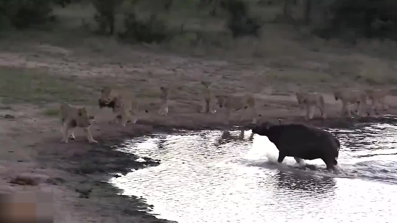 一群狮子围攻一头水牛,水牛“智胜”狮群!