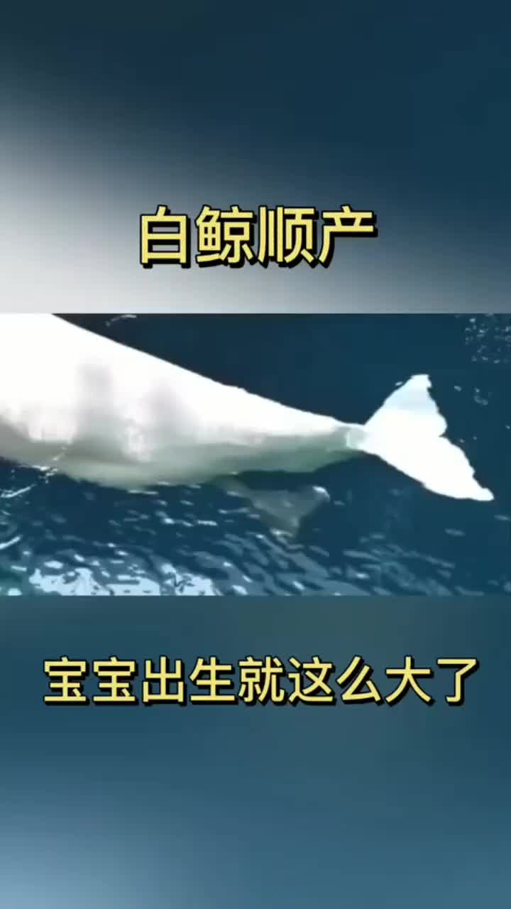 被救助的白鲸成功顺产,众人都欢呼了!刚出生的宝宝可不小