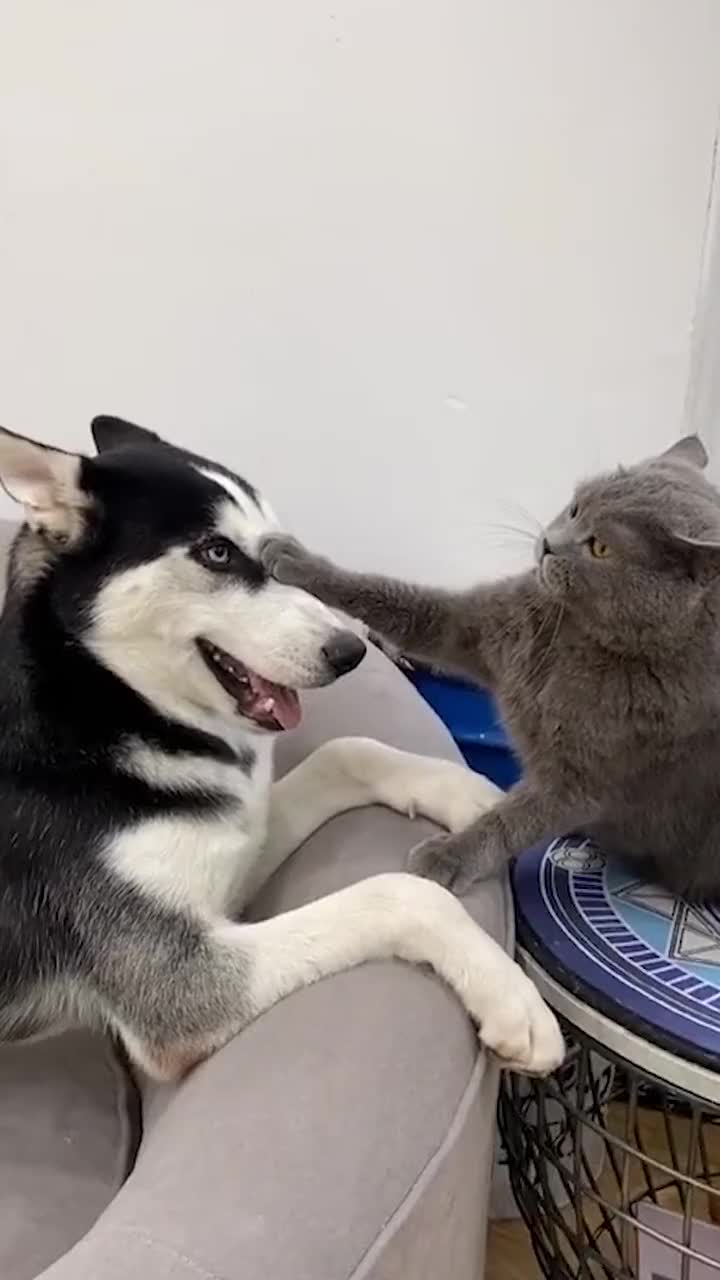 二哈跟猫咪打架,居然打不过,太没面子了!